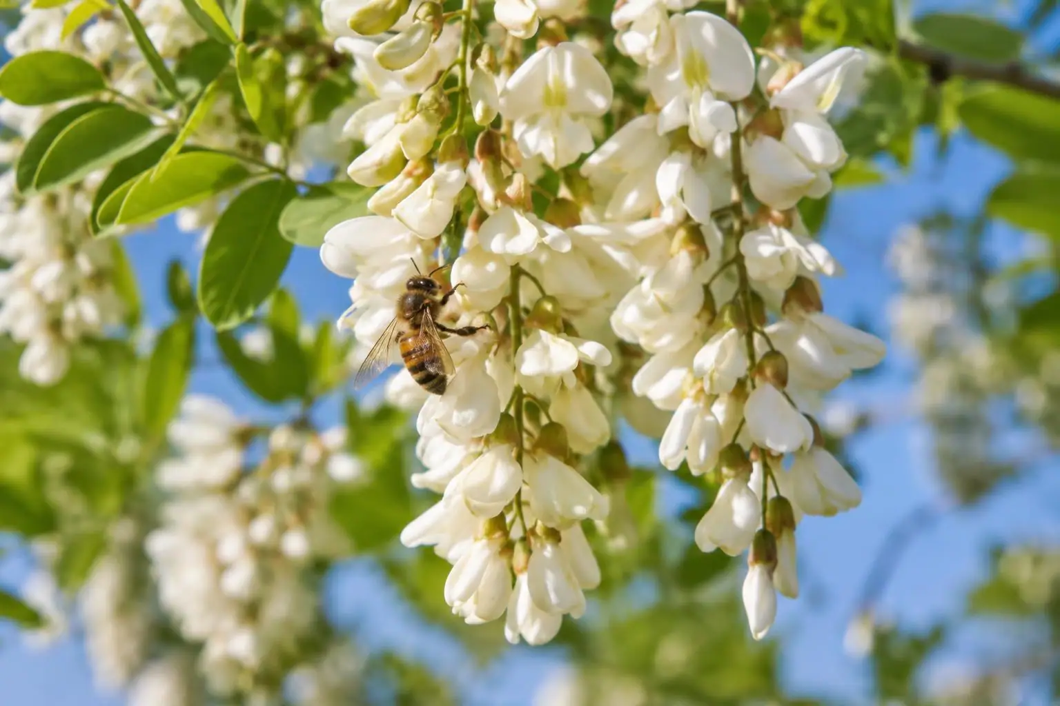 A honey bee on white acacia blossom.